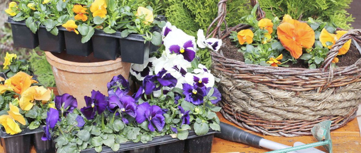 Garden Plants & Seeds Image