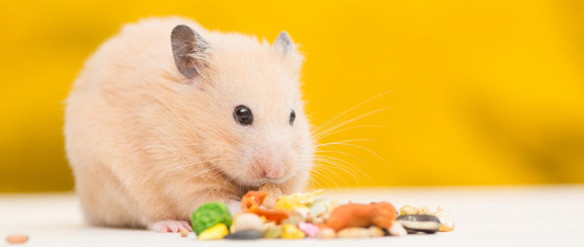 Pet Food & Accessories Image