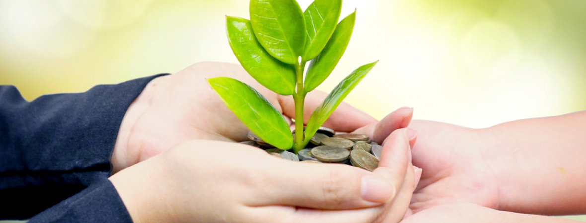 Money Tree